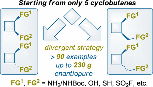 Expanding the chemical space of 1,2-difunctionalized cyclobutanes
