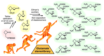 A stereochemical journey around spirocyclic glutamic acid analogs