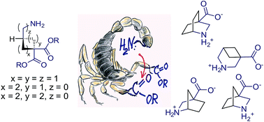 Intramolecular functional group differentiation as a strategy for the synthesis of bridged bicyclic β-amino acids